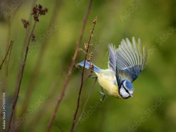 Fototapeta A blue tit flying downwards to the right, with its wings spread upwards.  copy space at the top.