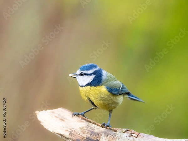 Fototapeta A blue tit perched on a branch with a sunflower heart in its beak with copy space above