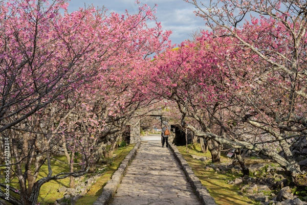 Obraz 今帰仁城跡 - カンヒザクラ - ヒカンザクラ