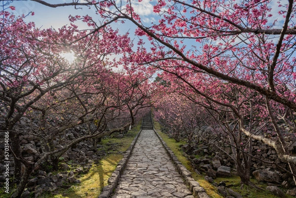 Fototapeta 今帰仁城跡 - カンヒザクラ - ヒカンザクラ