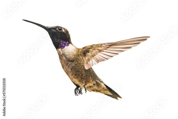 Fototapeta Black-chinned Hummingbird (Archilochus alexandri) Photo, in Flight on a Transparent Background