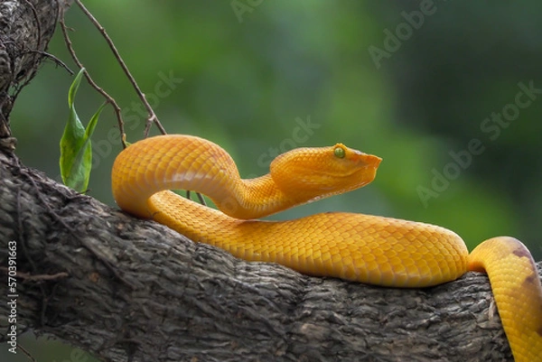 Fototapeta Yellow flat-nosed viper Craspedocephalus or ( Trimeresurus puniceus ) hanging on a branch.  Bothriechis schlegelii, beautiful colored venomous pit viper