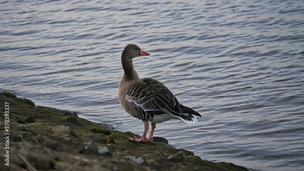 Obraz Wildgans am Fluss, Graugans, Hintergrund