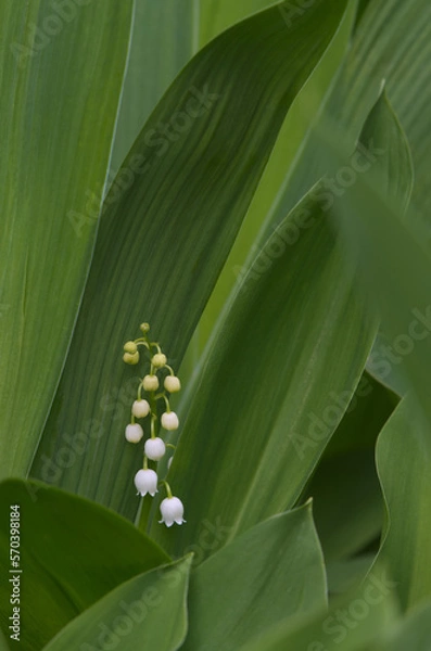 Fototapeta Delikatność