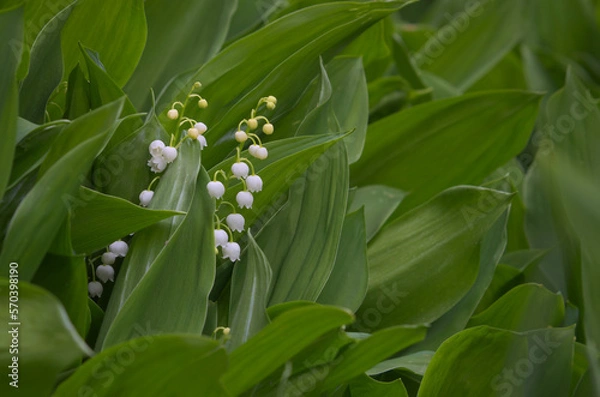 Fototapeta Pośród liści