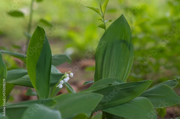 Fototapeta Zapach wiosny