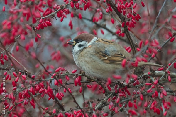 Obraz Mazurek w berberysie