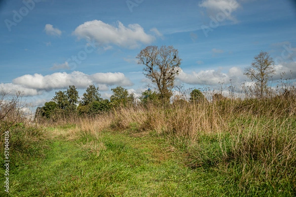 Obraz landscape with trees
