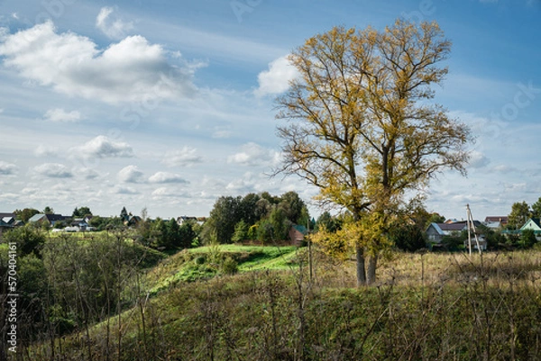 Obraz landscape with trees