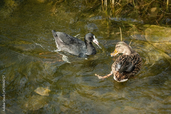 Obraz Fulica atra, mallard