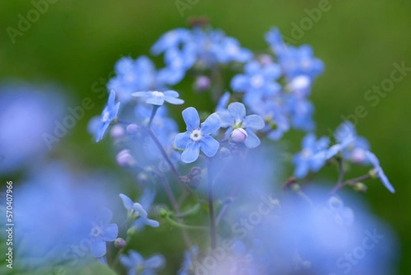 Obraz blue flower