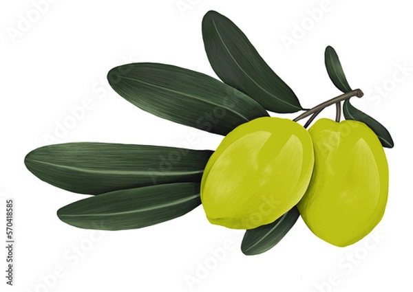 Obraz Ilustración de olivas verde con hojas