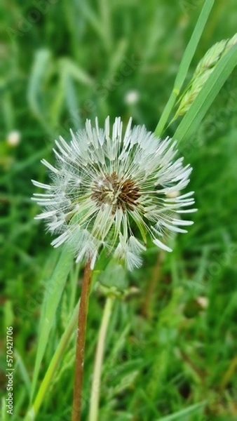 Obraz Dmuchawiec na trawie