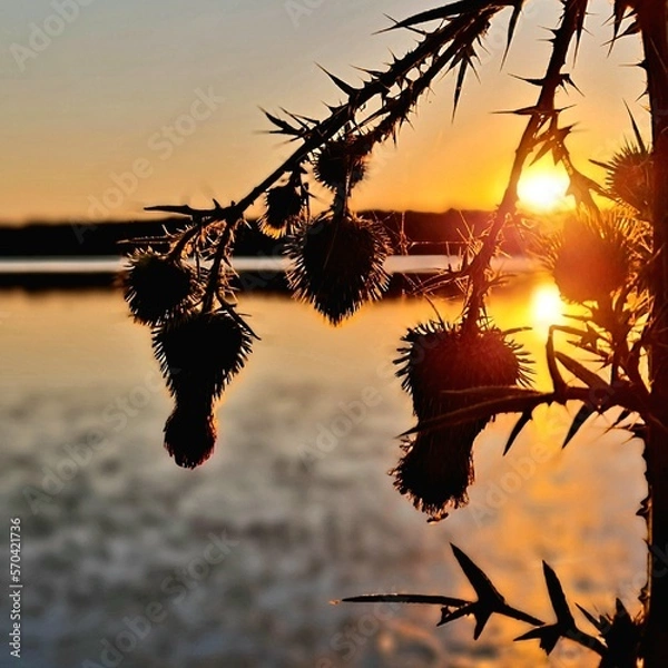 Obraz sunset on the beach