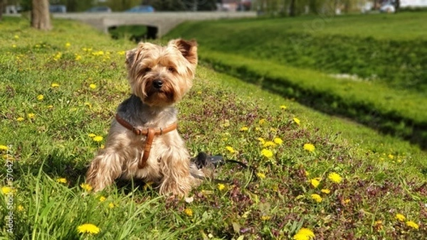 Fototapeta yorkshire terrier in the grass
