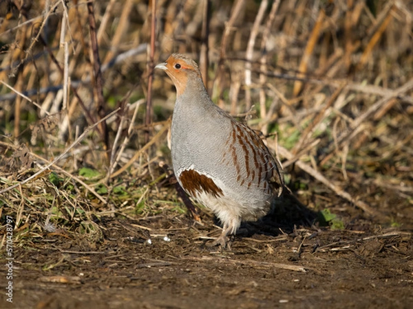 Obraz Grey partridge, Perdix perdix