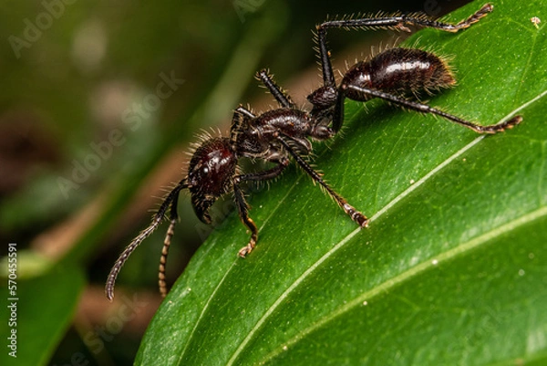 Obraz bullet ant paraponera clavata gigant ant
