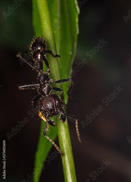 Obraz bullet ant paraponera clavata gigant ant