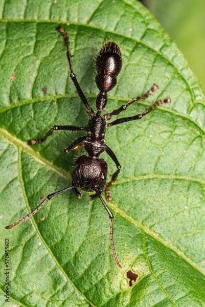 Obraz bullet ant paraponera clavata gigant ant