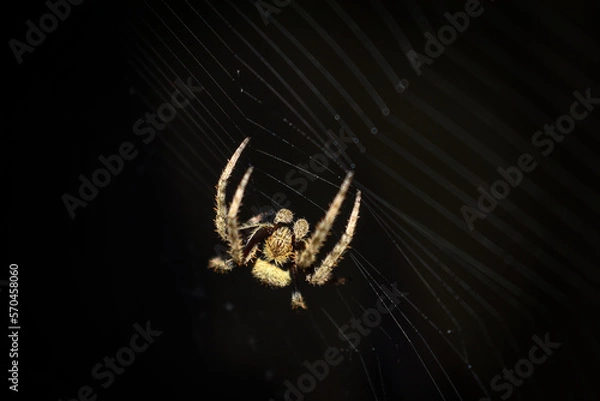 Fototapeta Spider on its web at night