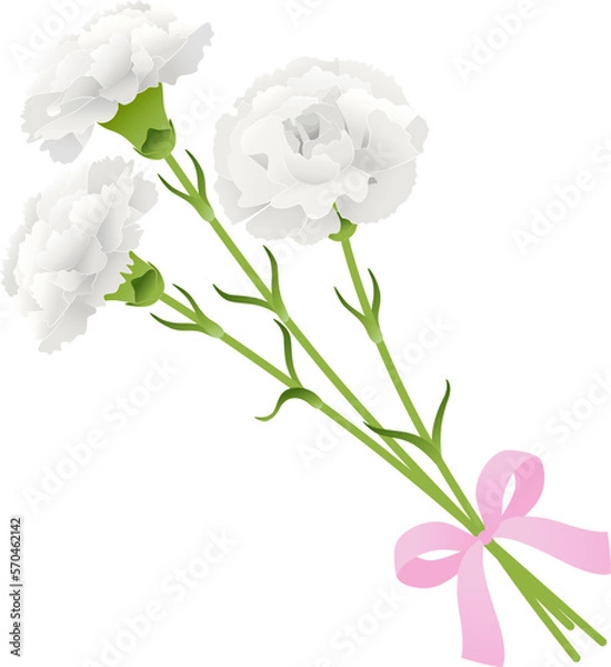 Fototapeta カーネーションの花束_白_ベクターイラスト


