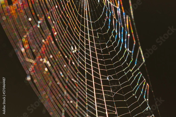 Fototapeta spider web with dew drops