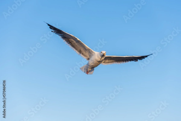 Fototapeta seagull in flight