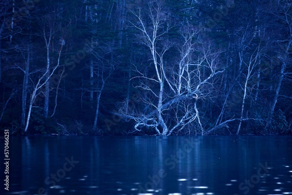 Fototapeta 夕暮れのダケカンバとオンネトー（足寄町）