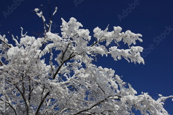 Fototapeta 枝に雪　K3CP7873