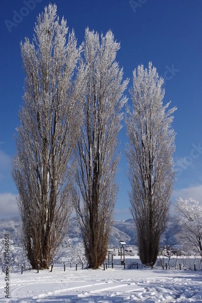 Fototapeta 雪のポプラ　K3CP7874