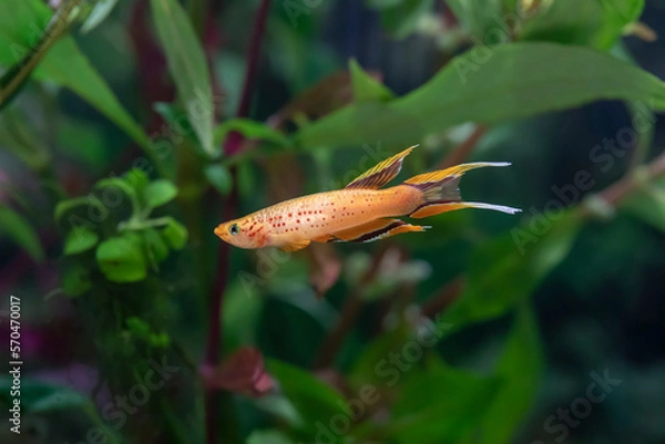 Fototapeta Lyretail Killifish - Aphyosemion australe