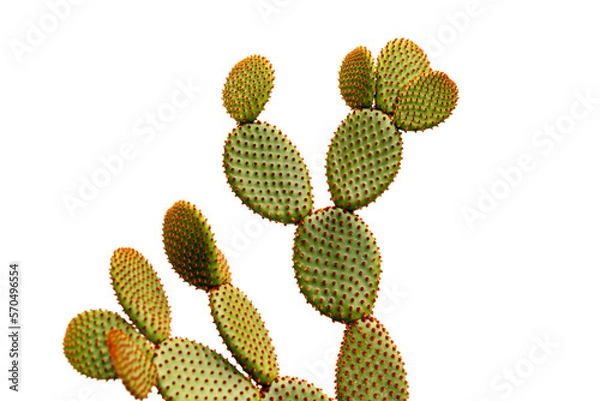 Obraz Orange bunny ears cactus isolated on white background