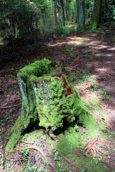 Fototapeta 切り株とトレイル道