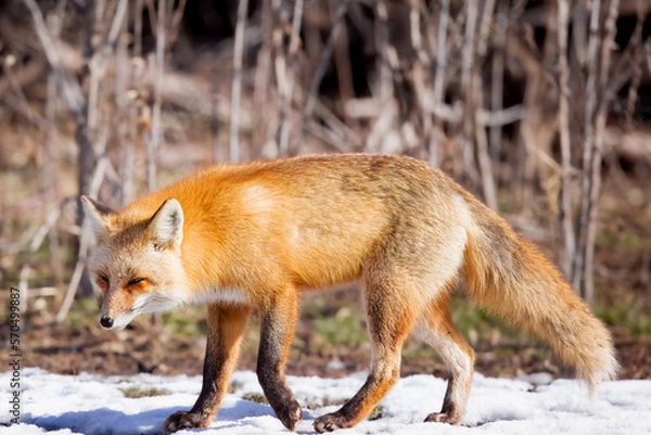 Fototapeta the red fox