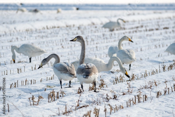 Obraz 白鳥　幼鳥