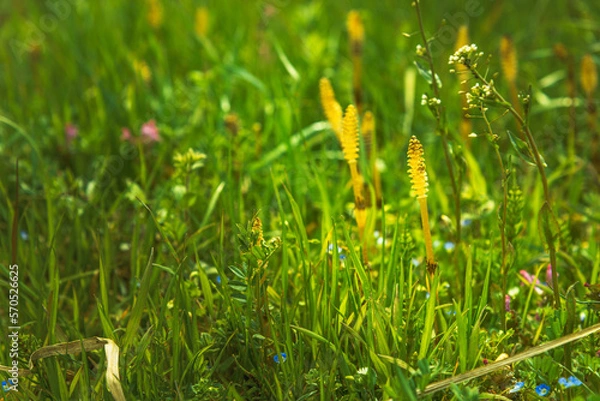 Fototapeta 兵庫県・加西市春待ちの路傍