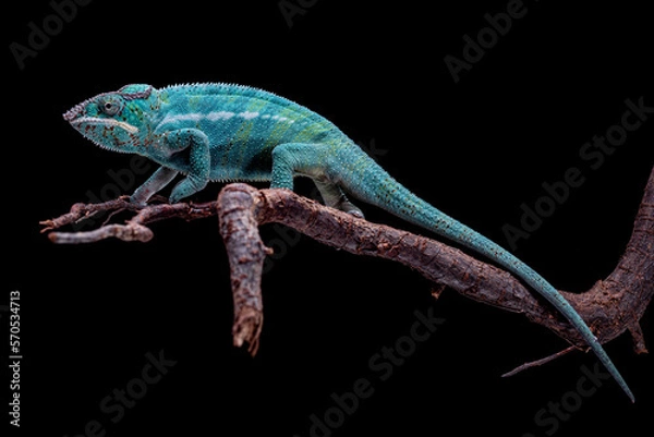 Obraz furcifer pardalis nosy  be