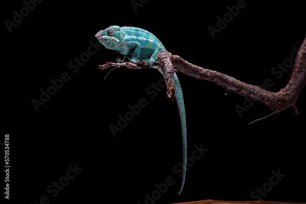 Fototapeta furcifer pardalis nosy  be