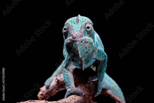 Obraz furcifer pardalis nosy  be