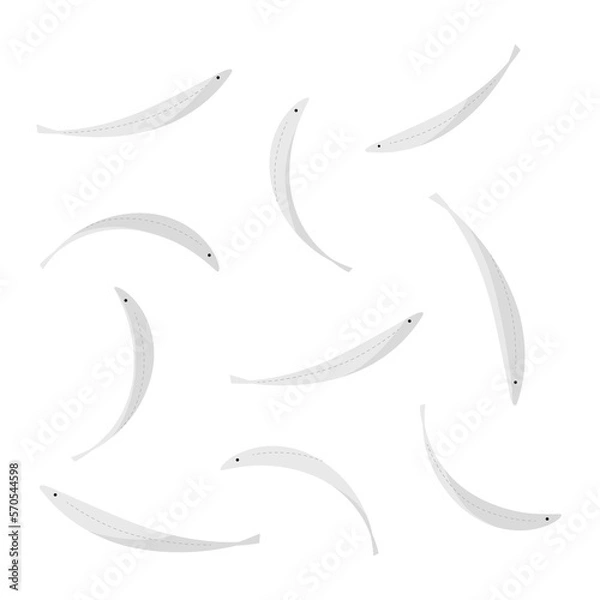 Fototapeta Vector illustration of whitebait from various angles.