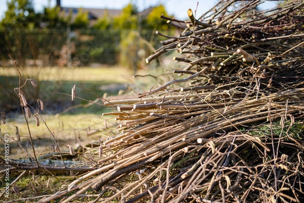 Fototapeta Dried twigs in a pile in a garden on autumn day.
