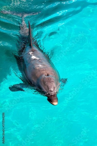 Obraz Dolphin Approaching