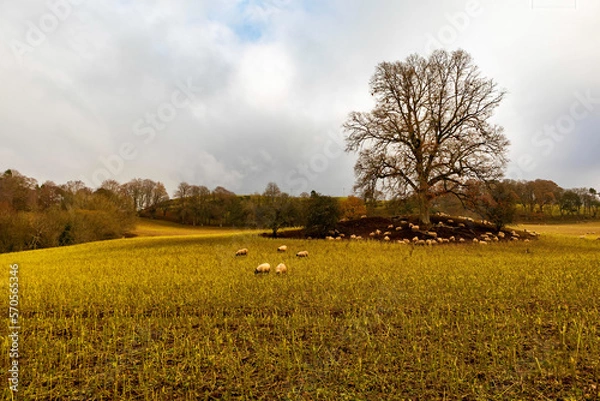 Obraz Golden field with distant Tree and sheep below