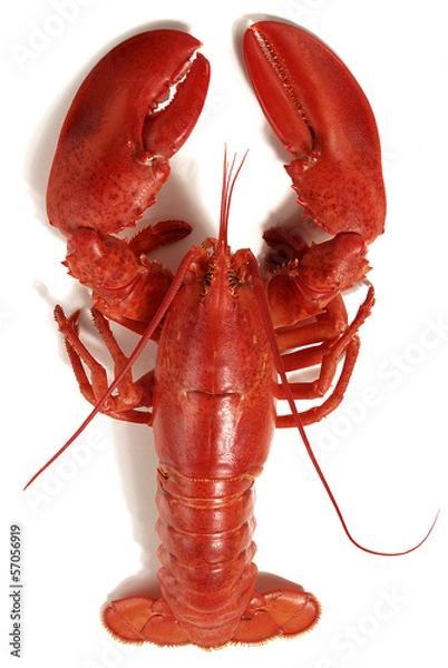 Obraz homar
