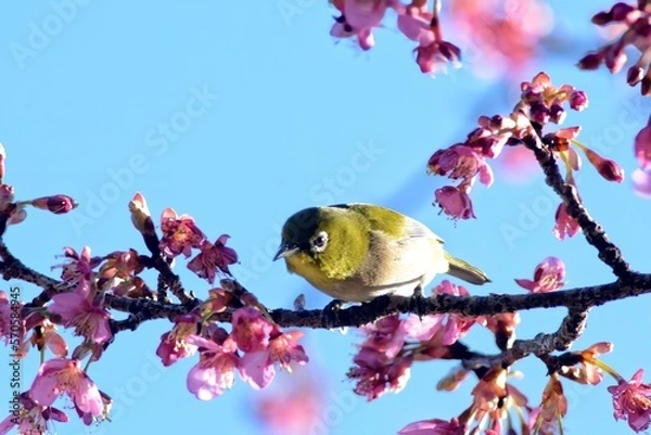 Obraz bird on branch