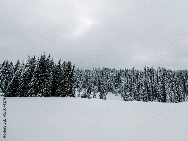 Obraz winter forest in the snow