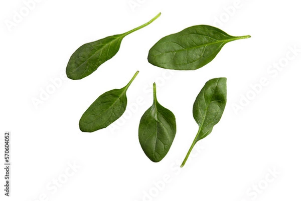 Obraz Spinach leaves. Transparent.