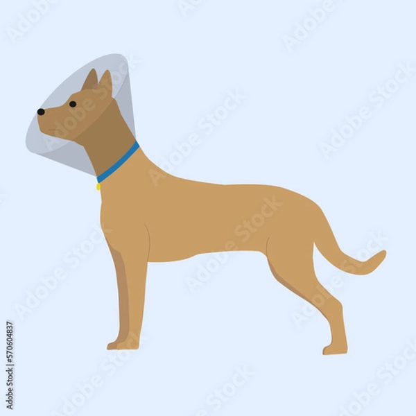 Obraz Dog in a protective veterinary collar. Vector illustration. Blue background