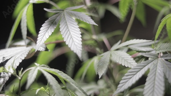 Obraz cannabis sativa (Cannabaceae) farm background 