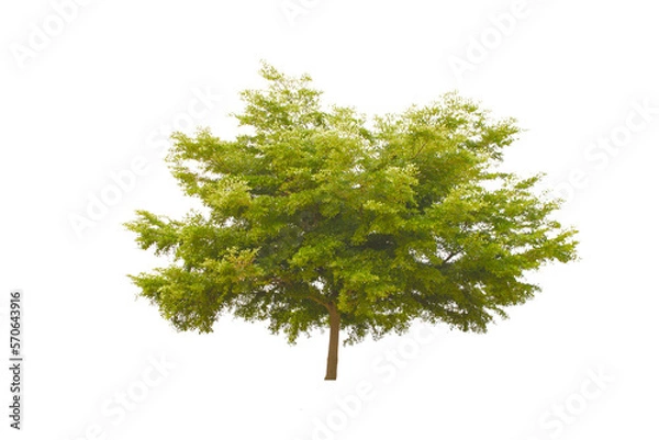 Obraz Tree isolated against a white background